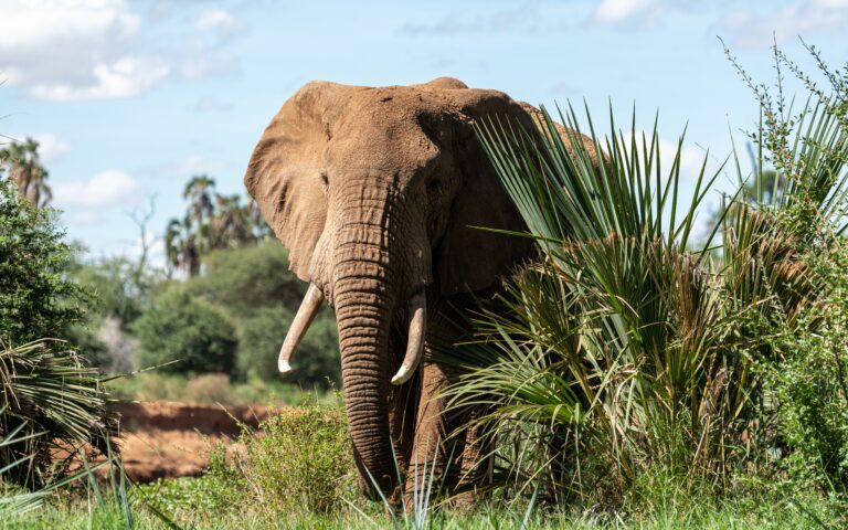 Καμερούν: Ελέφαντες εισέβαλαν σε χωριά και σκότωσαν δύο ανθρώπους