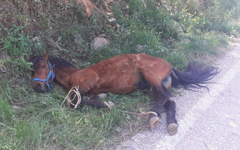 Αναμένοντας την εισαγγελική παρέμβαση για το άλογο που κακοποιήθηκε στην Τζια