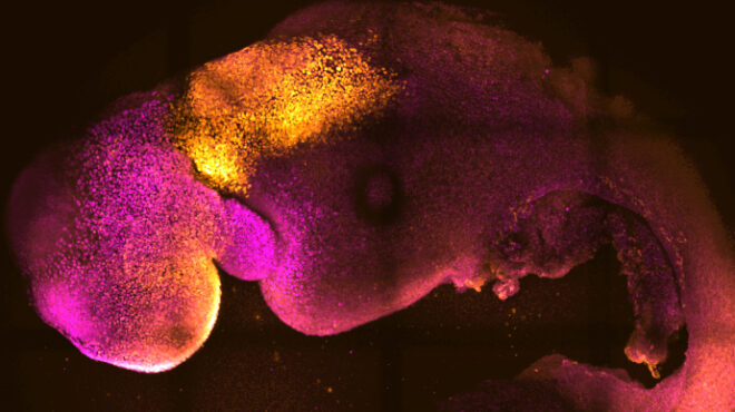 ανθρώπινα-έμβρυα-από-βλαστοκύτταρα-562492192