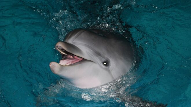 τα-θηλυκά-δελφίνια-μιλούν-μωρουδίστ-562492204