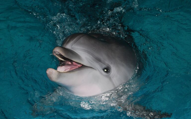 Τα θηλυκά δελφίνια μιλούν «μωρουδίστικα» στα μικρά τους όπως οι άνθρωποι, δείχνει νέα έρευνα