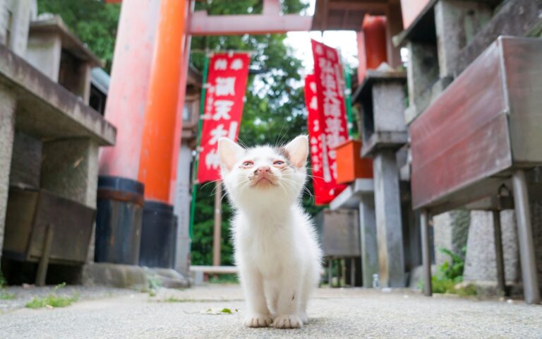 Ιαπωνία: Εφαρμογή ανιχνεύει τον… πόνο της γάτας