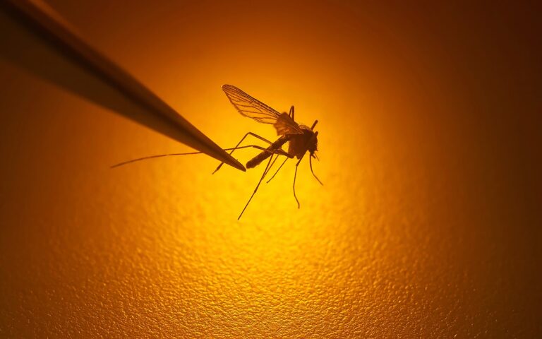 Η επιστροφή των «βαμπίρ»: Τα κουνούπια απειλούν την Ευρώπη με θανατηφόρους ιούς