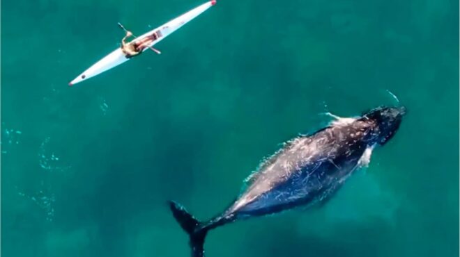 αυστραλία-περίεργη-φάλαινα-συνοδε-562490359