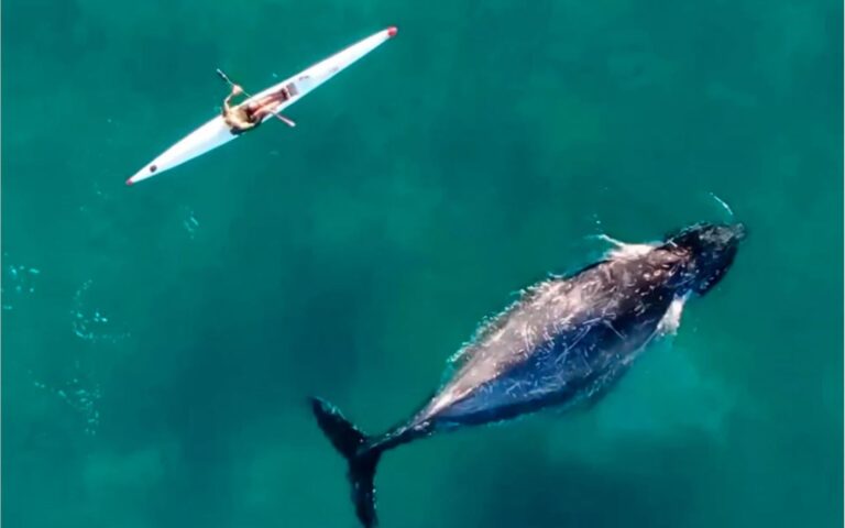 Αυστραλία: «Περίεργη» φάλαινα συνοδεύει καγιάκερ στα ανοιχτά του Σίδνεϊ