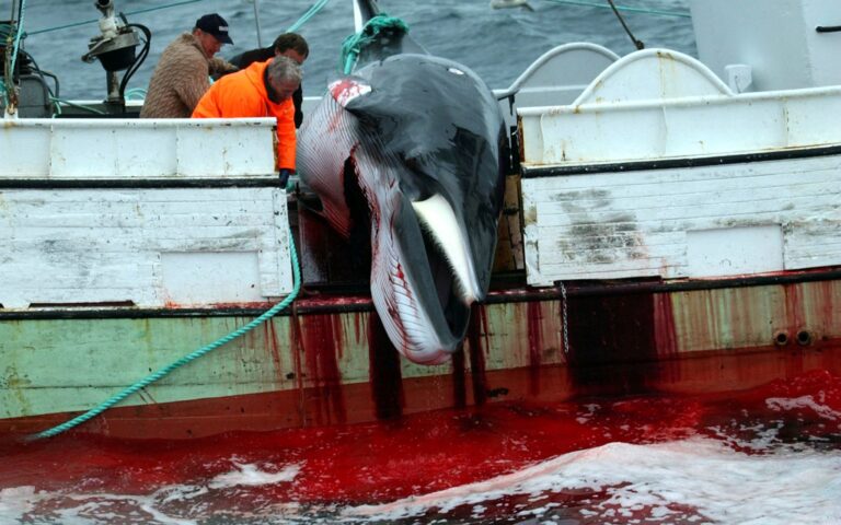 Η Ισλανδία «παγώνει» το κυνήγι φαλαινών – Ελπίδες ότι θα καταργηθεί
