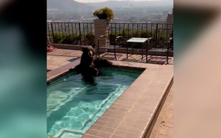 Καλιφόρνια: «Κατάληψη» σε πισίνα εν μέσω καύσωνα έκανε αρκούδα