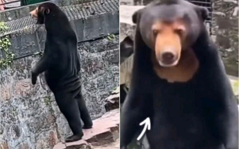Κίνα: «Οι αρκούδες μας είναι αρκούδες, όχι άνθρωποι» λέει ζωολογικός κήπος