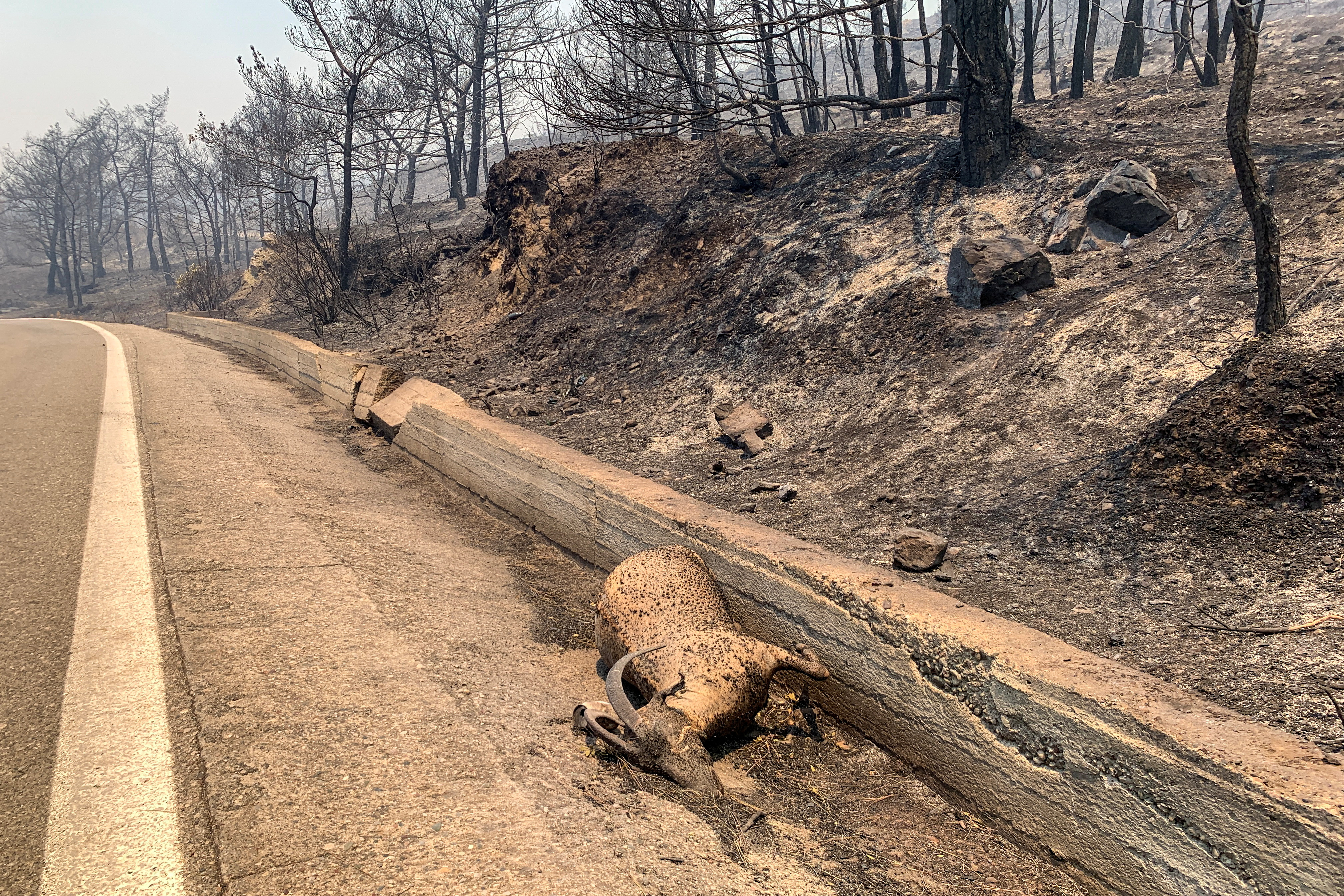 ΥΠΑΑΤ για φωτιά σε Ρόδο: Χάθηκαν 50.000 ελαιόδεντρα και 2.500 ζώα-1