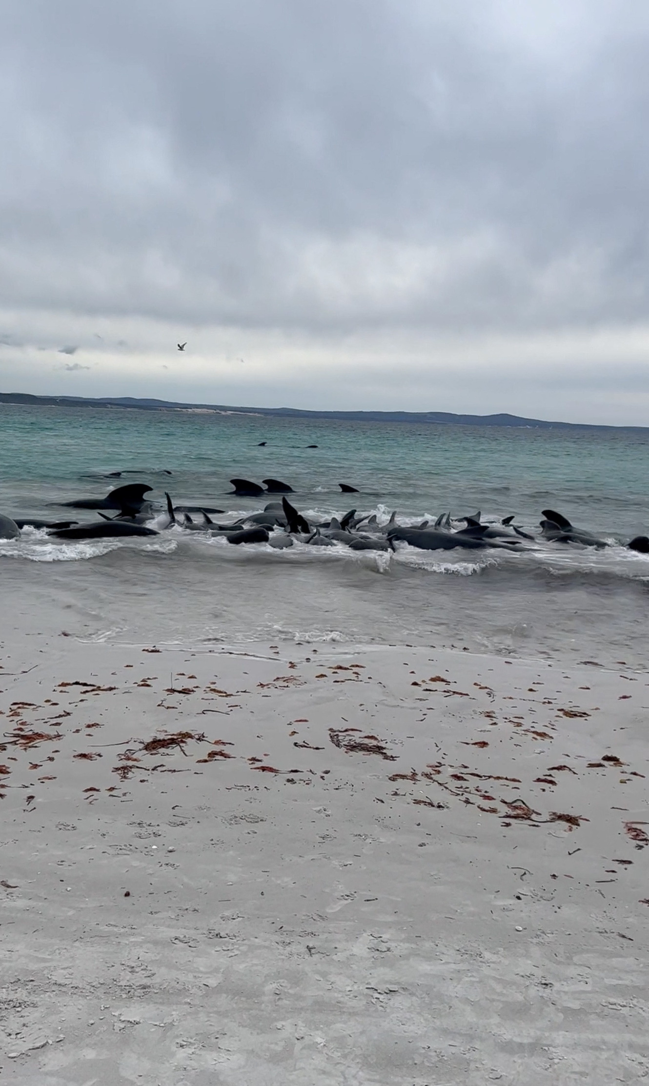 Δεκάδες φάλαινες – πιλότοι εξώκειλαν μαζικά σε ακτή της Αυστραλίας – Νεκρές πάνω από 50-2