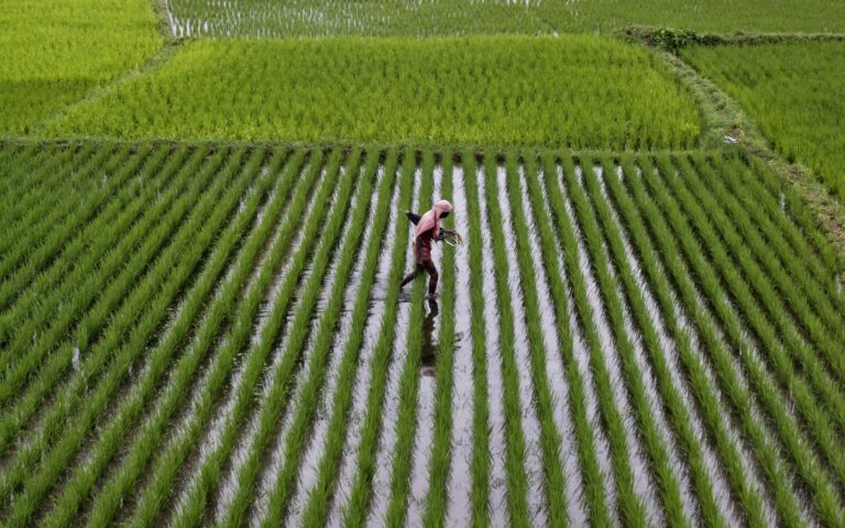 H Ινδία απαγόρευσε τις εξαγωγές ρυζιού