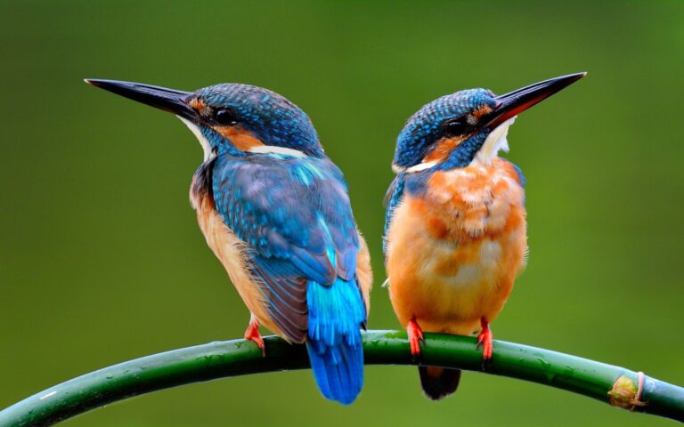 Ερευνα: Και τα πουλιά «χωρίζουν» λόγω απιστίας ή «σχέσεων εξ αποστάσεως»