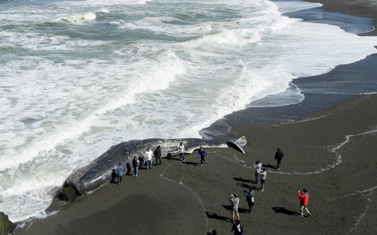 Λα Πάλμα: «Πλωτός χρυσός» αξίας 500.000 ευρώ βρέθηκε σε νεκρή φάλαινα