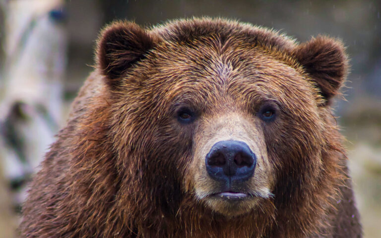 Ιταλία: Νέα αναβολή στην εκτέλεση της αρκούδας που σκότωσε δρομέα
