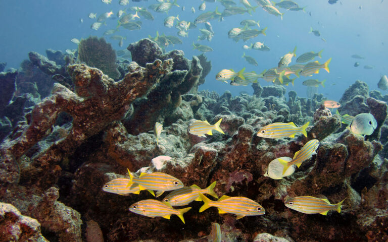 Οι υψηλές θερμοκρασίες στη θάλασσα της Φλόριντα απειλούν τους κοραλλιογενείς υφάλους