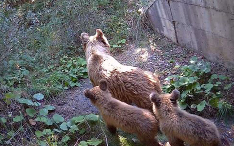 Αρκούδες και αλεπούδες στα υπόγεια περάσματα της Εγνατίας Οδού