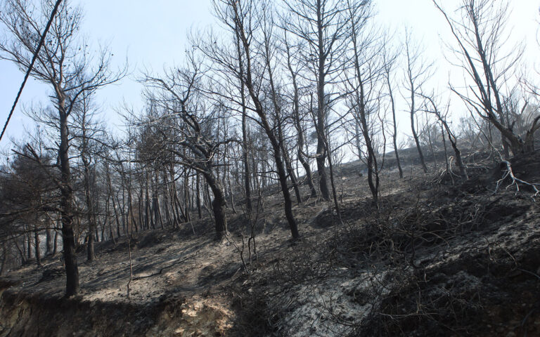 Πάρνηθα: «Σε 7 μέρες κάηκαν 15 χρόνια φυσικής αναγέννησης του δάσους»