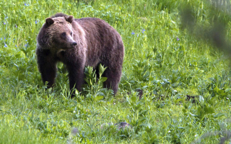 «Μου ήπιε όλο το ουίσκι»: Αντιμέτωποι με αρκούδες-εισβολείς οι κάτοικοι της Ρουμανίας
