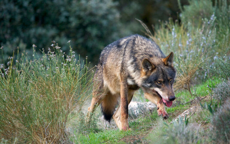 Εξαφανίστηκε ο ιβηρικός λύκος από τα βουνά της Ανδαλουσίας