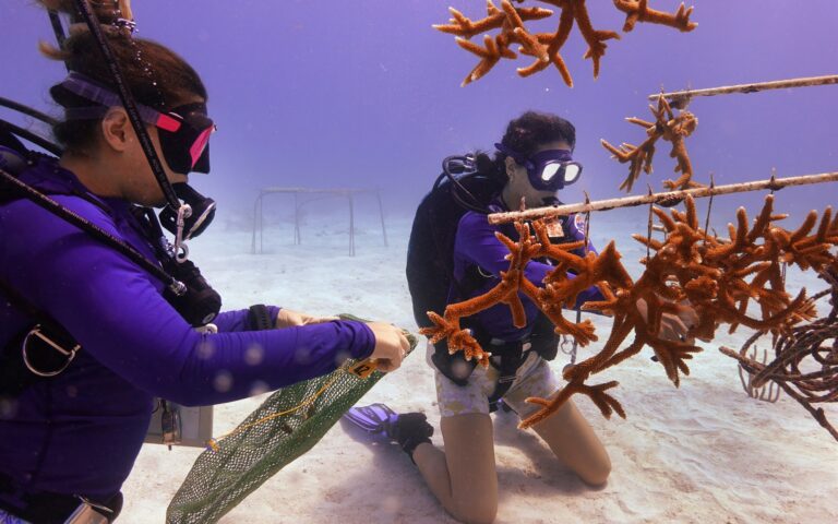 Αγωνιώδεις προσπάθειες για να σωθούν τα κοράλλια