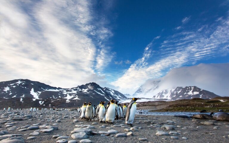 Ανταρκτική: 10.000 νεοσσοί αυτοκρατορικών πιγκουίνων πέθαναν μετά το λιώσιμο πάγων
