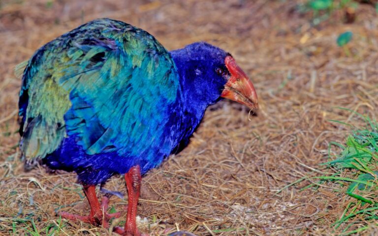 Προϊστορικό πτηνό, εξαφανισμένο για έναν αιώνα, επιστρέφει στη Νέα Ζηλανδία
