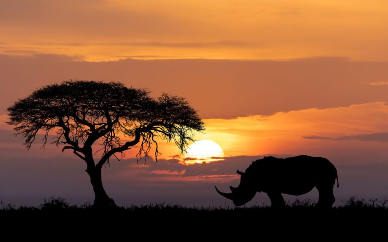 Ο παγκόσμιος πληθυσμός ρινόκερων ανακάμπτει– «Ανάσα» μετά από 10 χρόνια