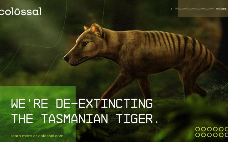 Επαναστατική πρωτιά: Συνέλεξαν RNA από την τίγρη της Τασμανίας, είδος εξαφανισμένο εδώ και 100 χρόνια