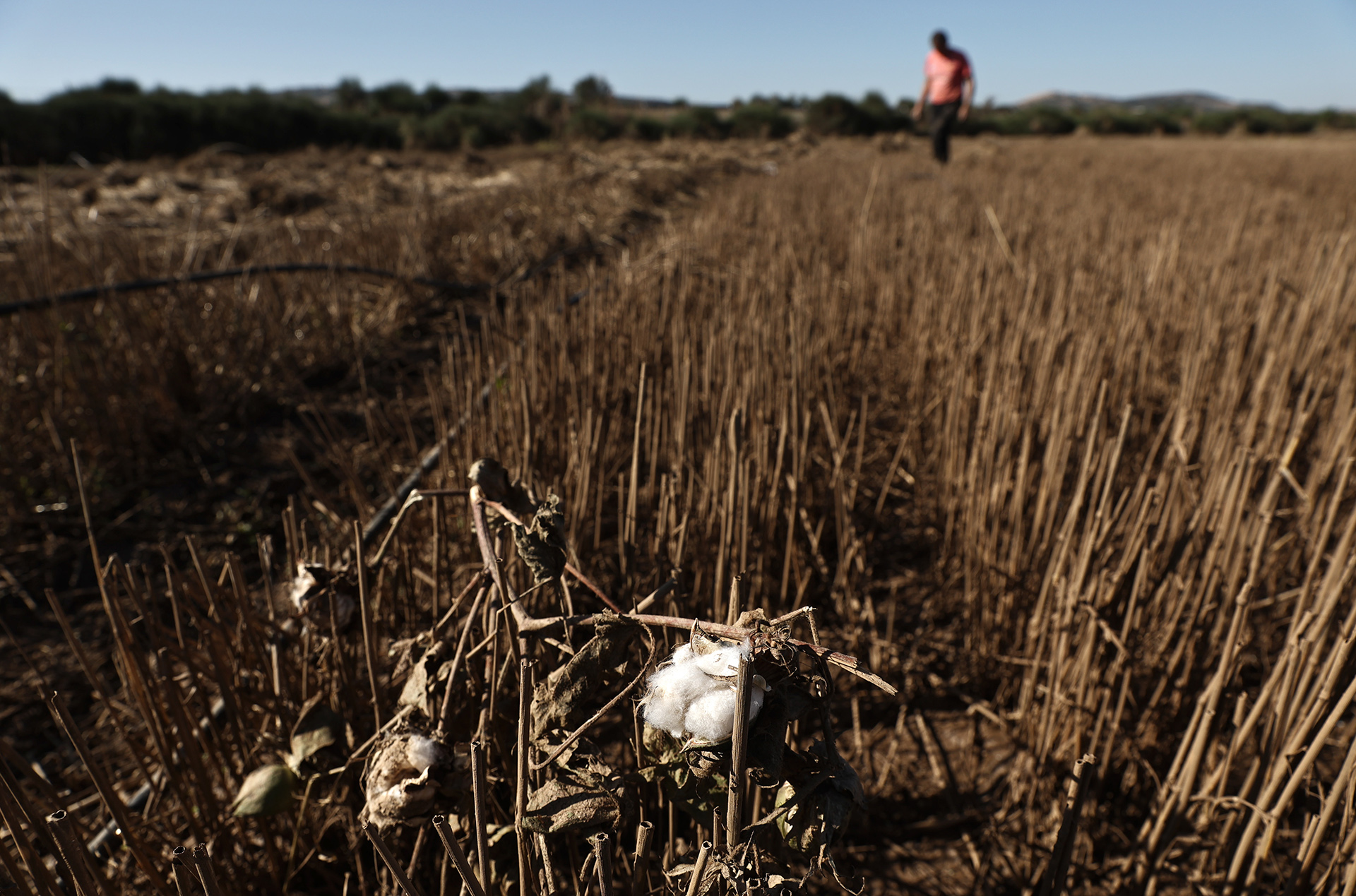 Θεσσαλία: Το αποτύπωμα της καταστροφής στην αγροτική παραγωγή-1