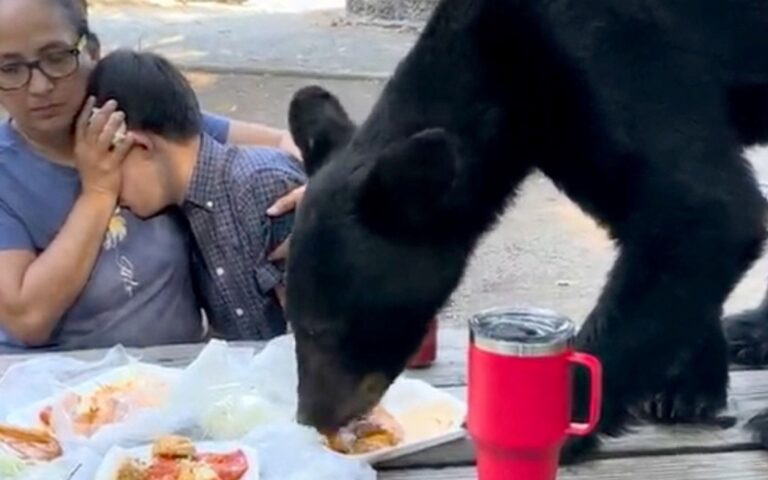 Αρκούδα μυρίστηκε… τάκος και αυτοπροσκλήθηκε – Η «ηρωική» αντίδραση μιας γυναίκας
