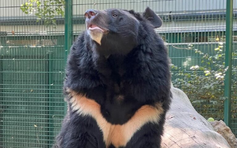 Σκωτία: Ζωολογικός κήπος θα υιοθετήσει την αρκούδα που διασώθηκε από το ουκρανικό μέτωπο