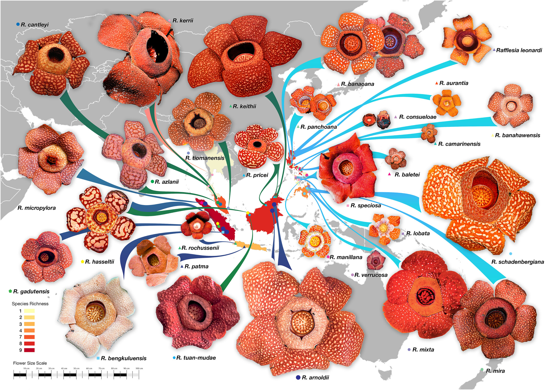 «Λουλούδι – πτώμα»: To μεγαλύτερο και πιο δύσοσμο άνθος στον κόσμο κινδυνεύει με εξαφάνιση-1