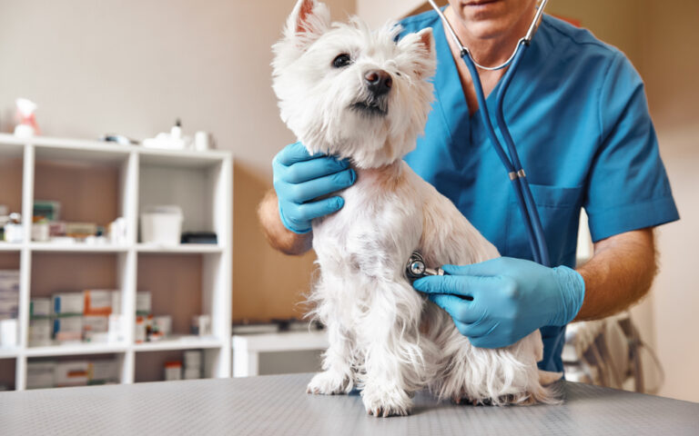ΗΠΑ: Μεγαλώνει το αντιεμβολιαστικό κίνημα…ιδιοκτητών σκύλων