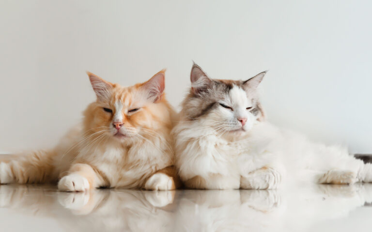 Οσα λένε οι γάτες μεταξύ τους: Ερευνα κατέγραψε σχεδόν 300 εκφράσεις τους