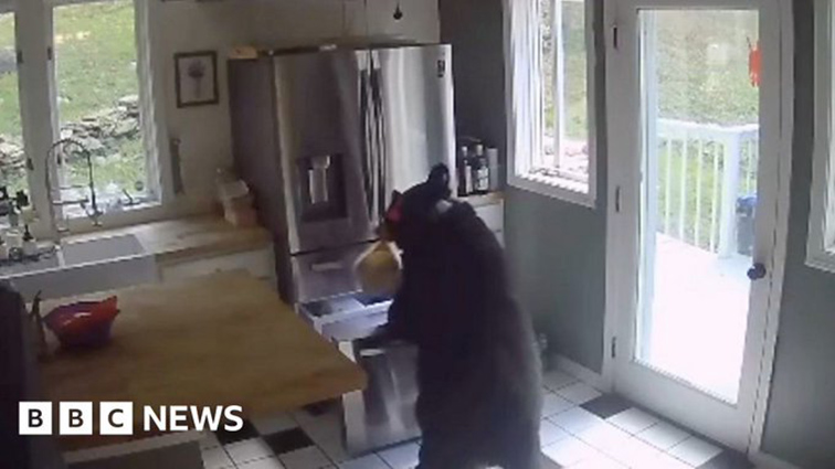 Αρκούδα περιφέρεται επί μισή ώρα σε σπίτι, «κλέβει» λαζάνια από το ψυγείο και φεύγει