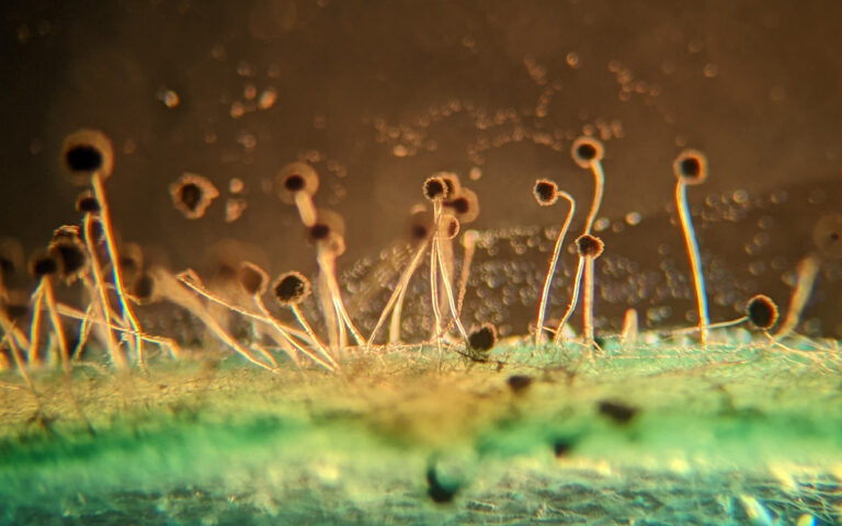 «Αχαρτογράφητα εδάφη»: Υπάρχουν πάνω από 2 εκατομμύρια άγνωστοι μύκητες