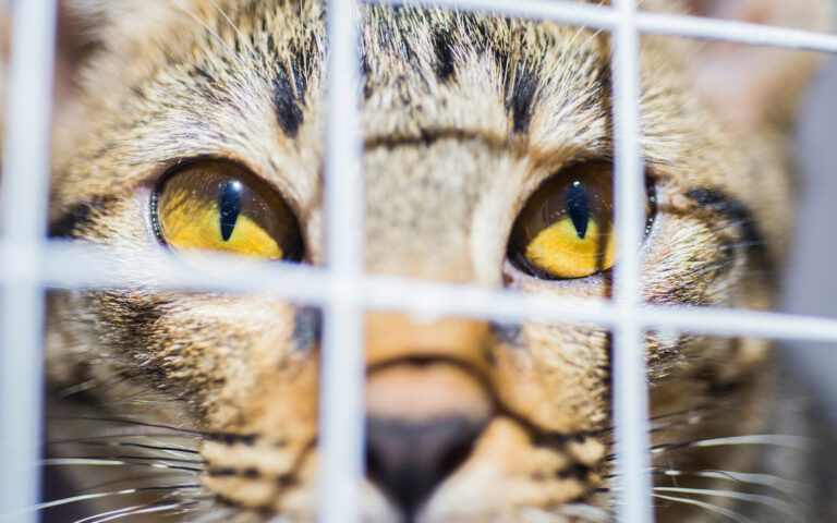 Κίνα: Πουλούσαν κρέας γάτας για χοιρινό – Οι αρχές διέσωσαν 1.000 γάτες