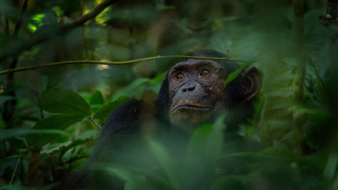 και-οι-χιμπατζήδες-περνούν-εμμηνόπα-562697404