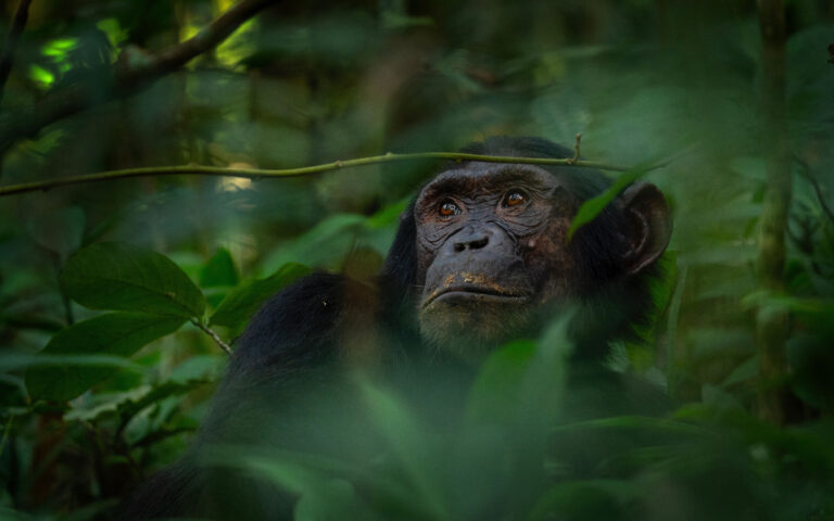 «Και οι χιμπατζήδες περνούν εμμηνόπαυση» – Η ανακάλυψη που ίσως ρίξει φως στην ανθρώπινη κλιμακτήριο