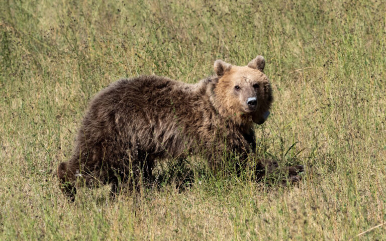 Κοζάνη: Στο φυσικό περιβάλλον της είναι ξανά η Γλύκα, η αρκούδα που είχε τραυματιστεί σε τροχαίο