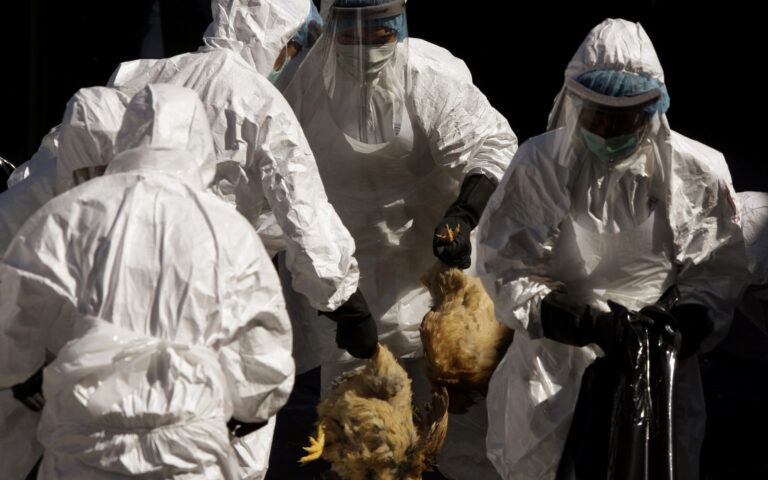 Αυξημένος κίνδυνος επανεμφάνισης της γρίπης των πτηνών στην Ελλάδα