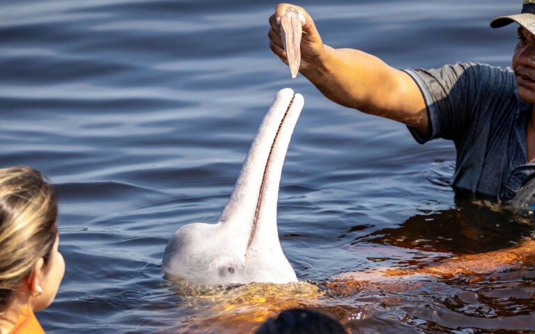 Ο θάνατος του ροζ δελφινιού του Αμαζονίου