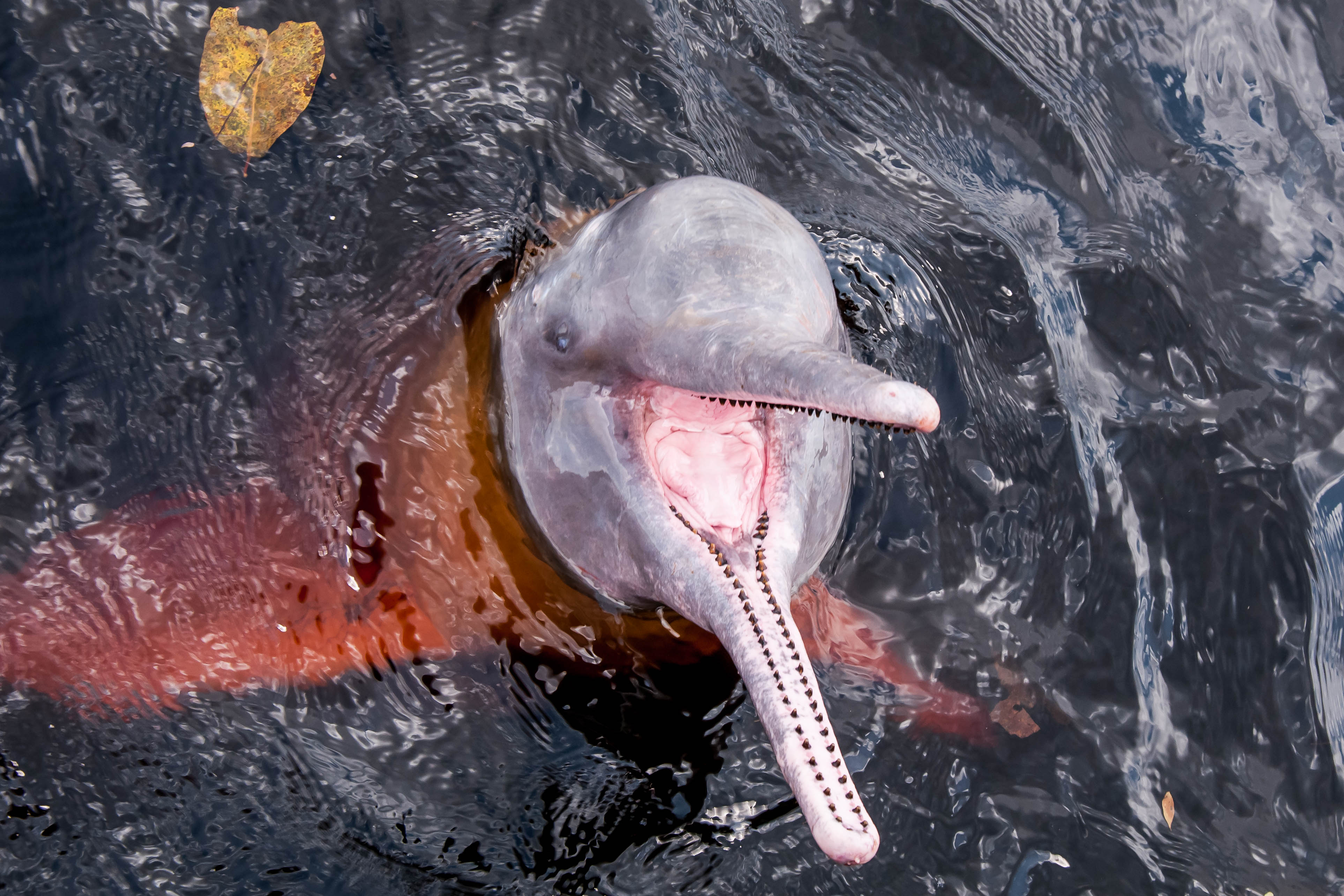 Ο θάνατος του ροζ δελφινιού του Αμαζονίου-1
