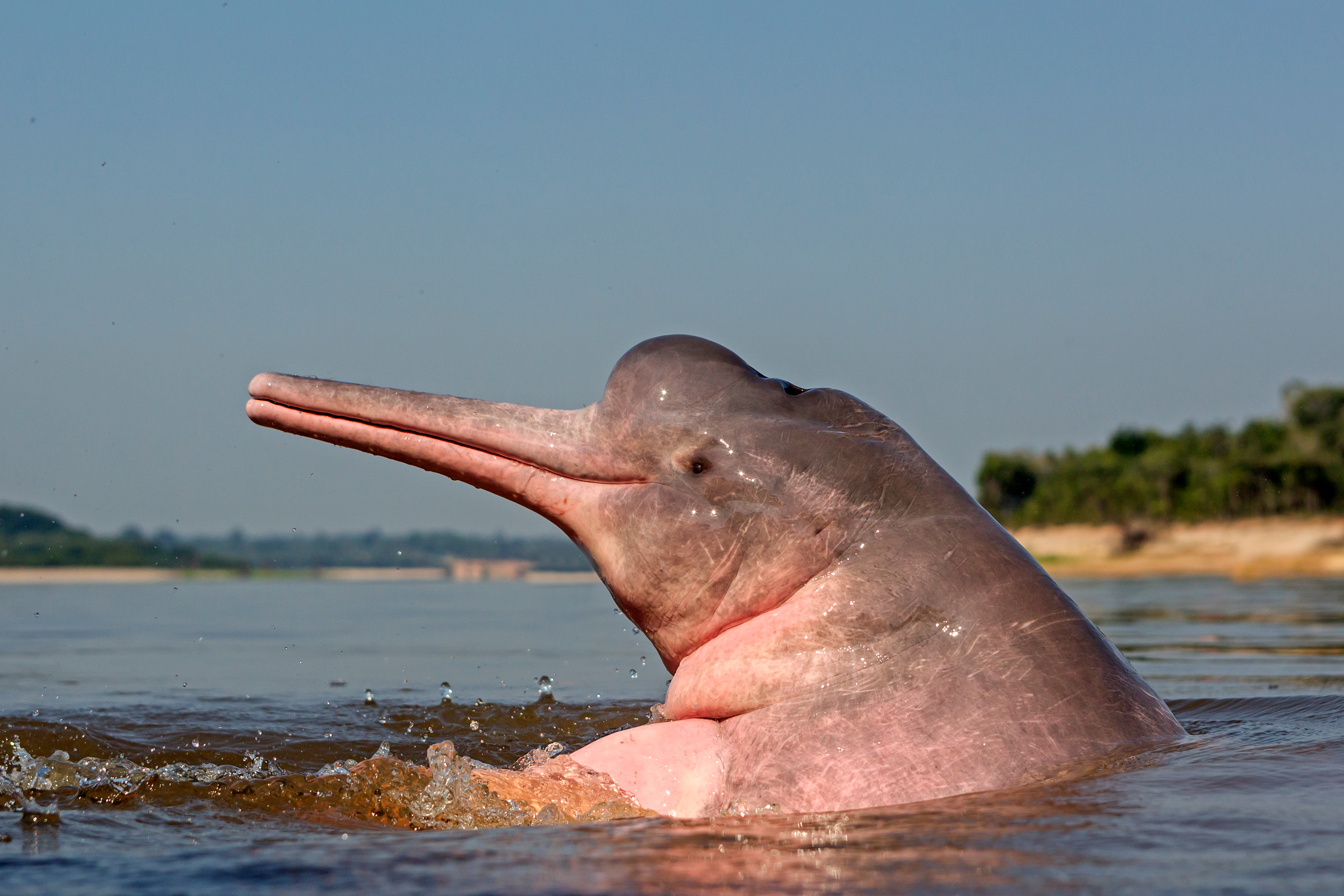 Ο θάνατος του ροζ δελφινιού του Αμαζονίου-2