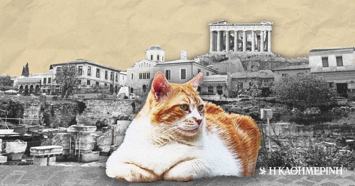 A cat of the Acropolis that has become an attraction on Google Maps