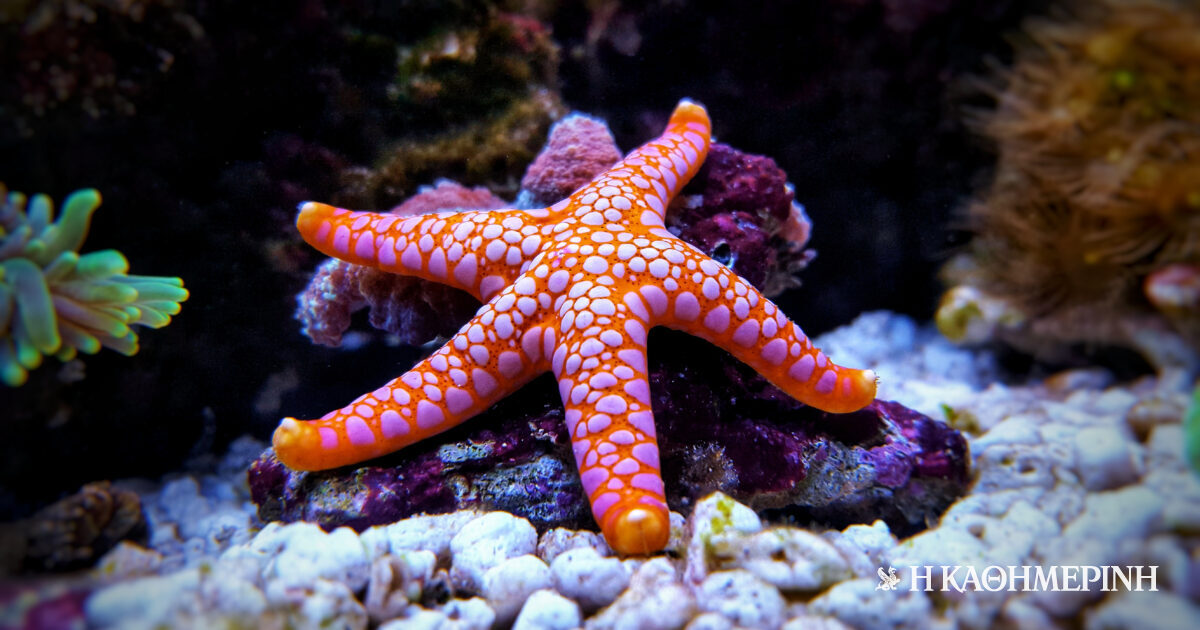 Where is the head of the starfish?  Scientists have solved another mystery