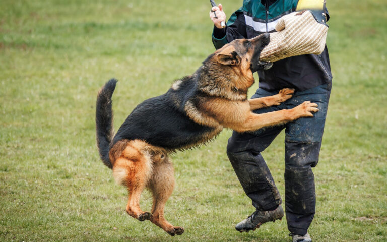 Επιθέσεις σκύλων: «Αν θες μόνο φύλακα, πάρε συναγερμό!» – Ειδικοί μιλούν στην «Κ»