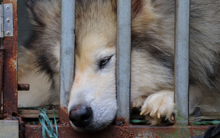 «Οι κακοποιήσεις ζώων δεν σταματούν με υπερβολικές ποινές»