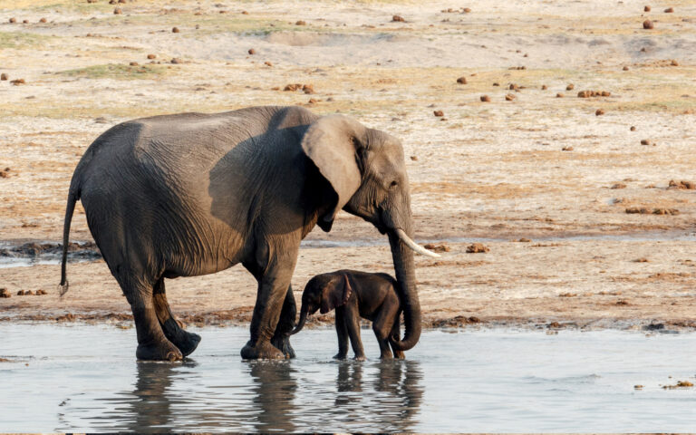 Ζιμπάμπουε: Δεκάδες ελέφαντες νεκροί λόγω ξηρασίας – Στερεύουν οι νερόλακκοι