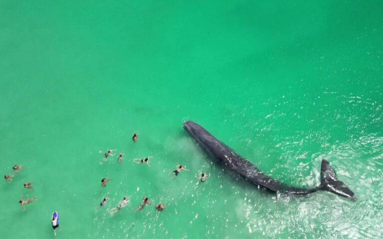 Αυστραλία: Φάλαινα πλησίασε υπερβολικά τους λουομένους – Λίγες ώρες μετά πέθανε